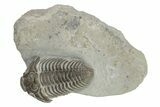 Long Prone Flexicalymene Meeki Trilobite - Monroe, Ohio #224889-1